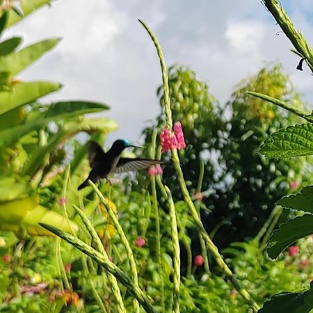 Finca La Puesta Del Sol - Miramar De Sierpe Kültér fotó